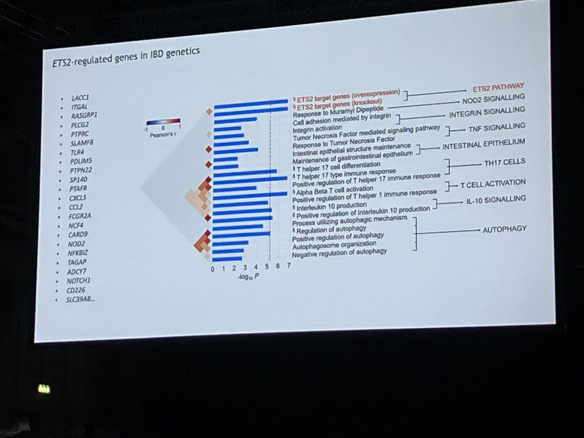 Fantastic presentation from James Lee who found a master regulator of gene expression in IBD inflammation in “the gene desert”. ETS2 signalling may be a key target for IBD therapies in the future. #ECCO24