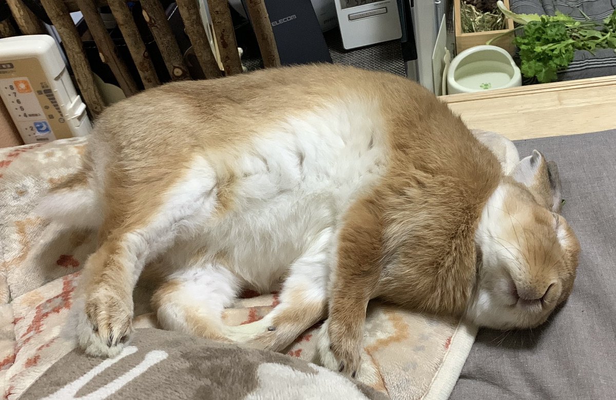 爆睡中