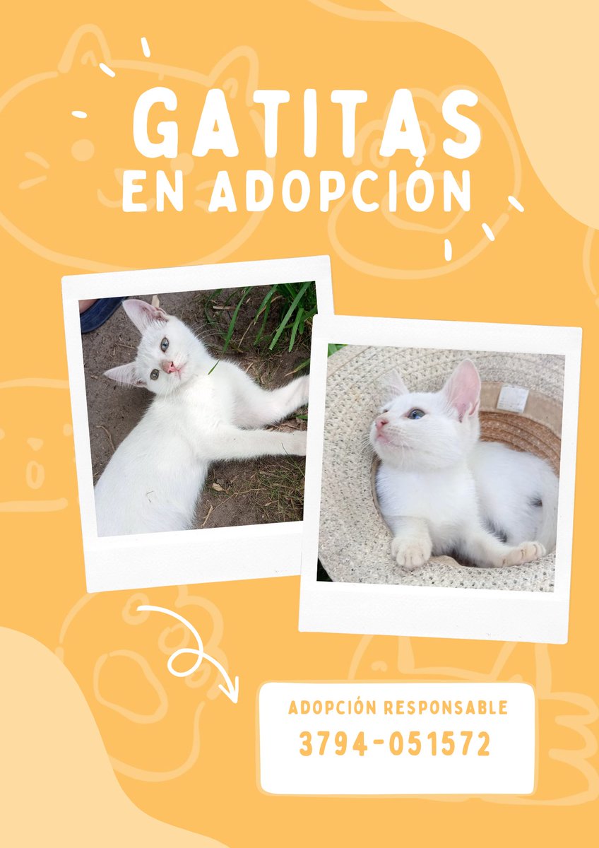 estas bebes hicieron 200 km para ser adoptadas y el adoptante las devolvio, por favor ayudan mucho compartiendo 🙏🏻🥺