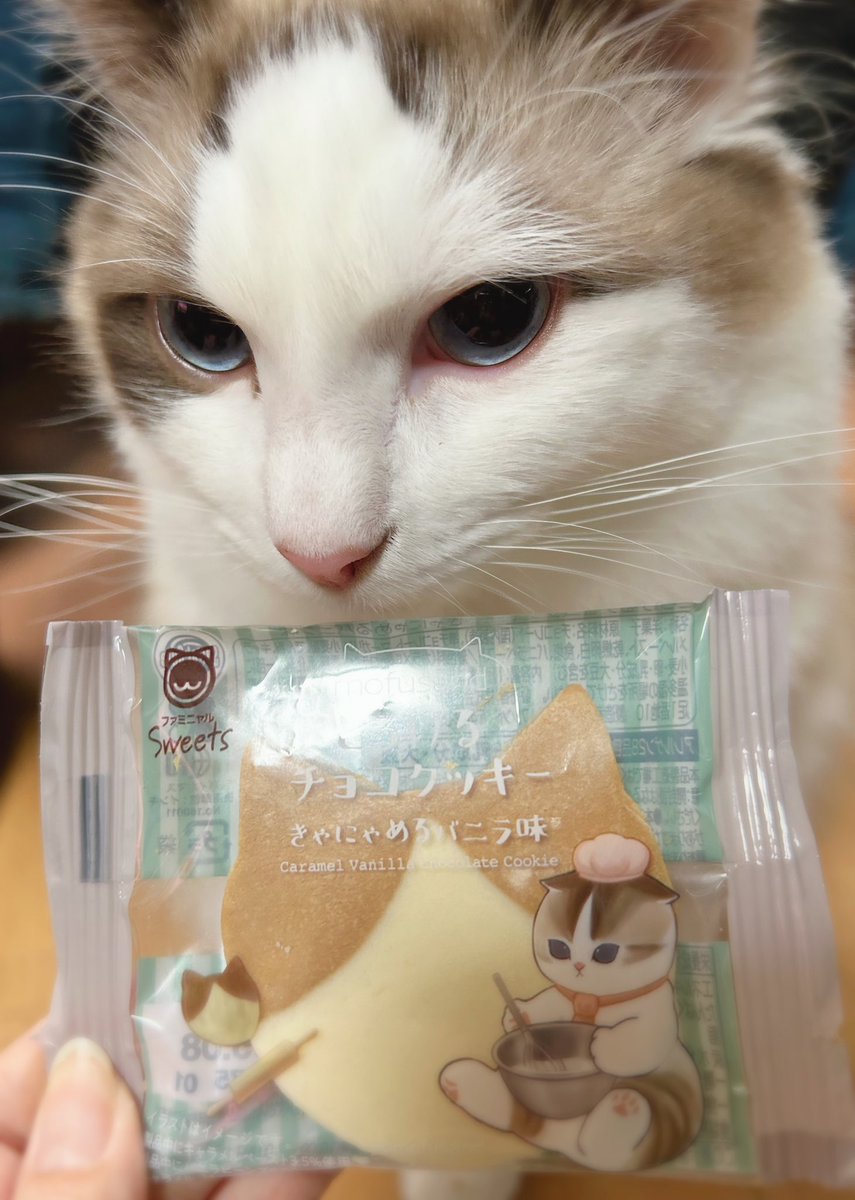 sattybkitcat's tweet photo. #猫の日　#ハチワレ
全然投稿してなったけどお久しぶりです😂
この日だけ乗っかりたかった‥！！

冬の間に毛が伸びていつのまにかふわふわんになってた☁️💘
1歳のお誕生日も迎えました🎂だけど大型猫なのでまだ大きくなりそう🐈(成長がゆっくりらしい)
横にデカくならないように気をつけよう笑 https://t.co/3qxSVUTUUg