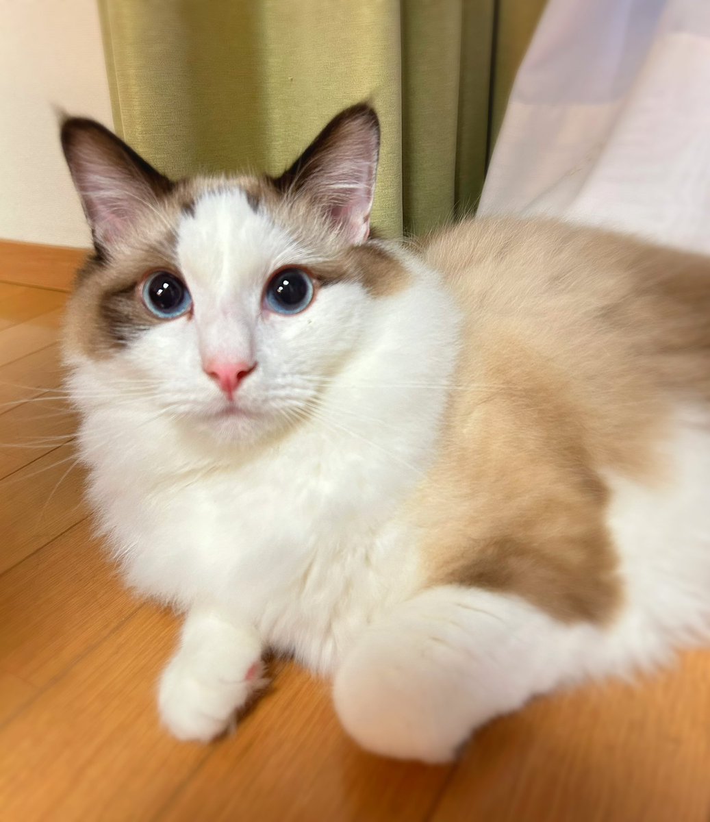 sattybkitcat's tweet photo. #猫の日　#ハチワレ
全然投稿してなったけどお久しぶりです😂
この日だけ乗っかりたかった‥！！

冬の間に毛が伸びていつのまにかふわふわんになってた☁️💘
1歳のお誕生日も迎えました🎂だけど大型猫なのでまだ大きくなりそう🐈(成長がゆっくりらしい)
横にデカくならないように気をつけよう笑 https://t.co/3qxSVUTUUg