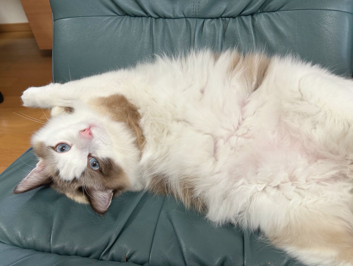sattybkitcat's tweet photo. #猫の日　#ハチワレ
全然投稿してなったけどお久しぶりです😂
この日だけ乗っかりたかった‥！！

冬の間に毛が伸びていつのまにかふわふわんになってた☁️💘
1歳のお誕生日も迎えました🎂だけど大型猫なのでまだ大きくなりそう🐈(成長がゆっくりらしい)
横にデカくならないように気をつけよう笑 https://t.co/3qxSVUTUUg