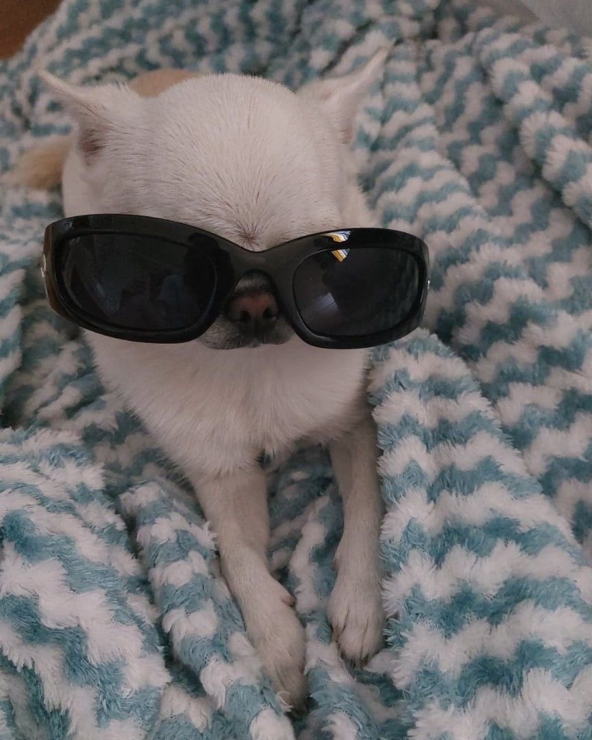 😎 “❓🆙” ? 

↩️🗓️, 🐶👀 (😎👨🏻) ➡️🚘

🐶💭..🤴🏼, 🕶️❓