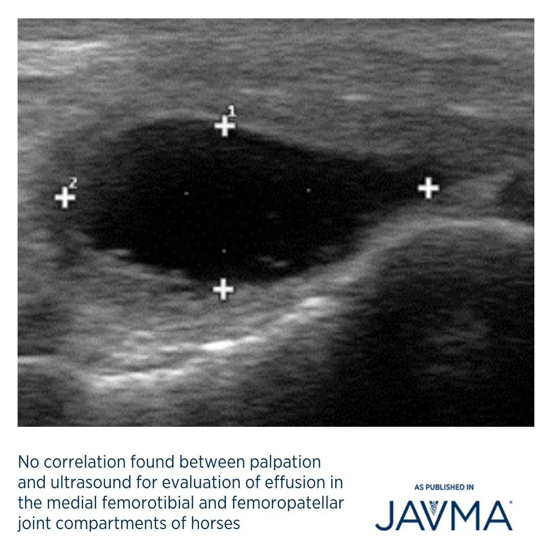 AVMAJAVMA's tweet photo. There was no correlation between #palpation and #ultrasound scores of effusion of the femoropatellar and medial femorotibial joints in horses. 🐎
Learn more: https://t.co/B1XCijH89Z @ncstatevetmed @theacvs #lameness #equine #stifle https://t.co/hMyjp0Vv2H