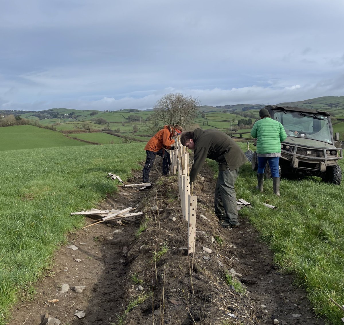 Planting a hedge & to replace one lost 40yr ago. We are mid-way putting in 600m this winter, which will take us up to about 97% of the hedges which were on our farm 200yr ago. Hedges & trees & wildlife habitats are part of our farm. It is food AND nature. It can be done 🌳🥛