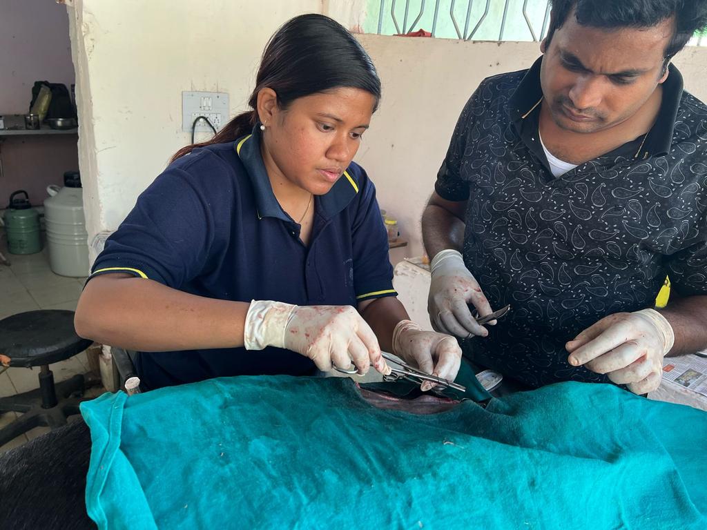 Surgical correction of right abdominal hernia in a pregnant doe in outdoor of VD without proper OT setup. <a href="/CMO_Odisha/">CMO Odisha</a> @farddept <a href="/dahvsodisha/">Directorate of AH&VS Odisha</a> <a href="/rajaaswain/">Ranendra Pratap Swain</a> <a href="/MoSarkar5T/">MoSarkar 5T</a> <a href="/OVSA_ODISHA/">ODISHA VETERINARY SERVICE ASSOSCIATION</a> <a href="/OvsaBalangir/">OVSA BALANGIR</a> <a href="/AmitKumarAcha16/">Amit Kumar Acharya</a> <a href="/DrMousumiBarsha/">Dr.MOUSUMI BARSHA BANANI MAJHI</a>