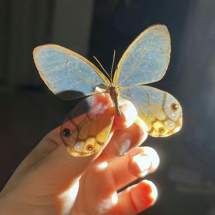 🦋