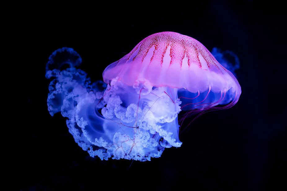sleepy lil wolf ⚡️ tweet media
