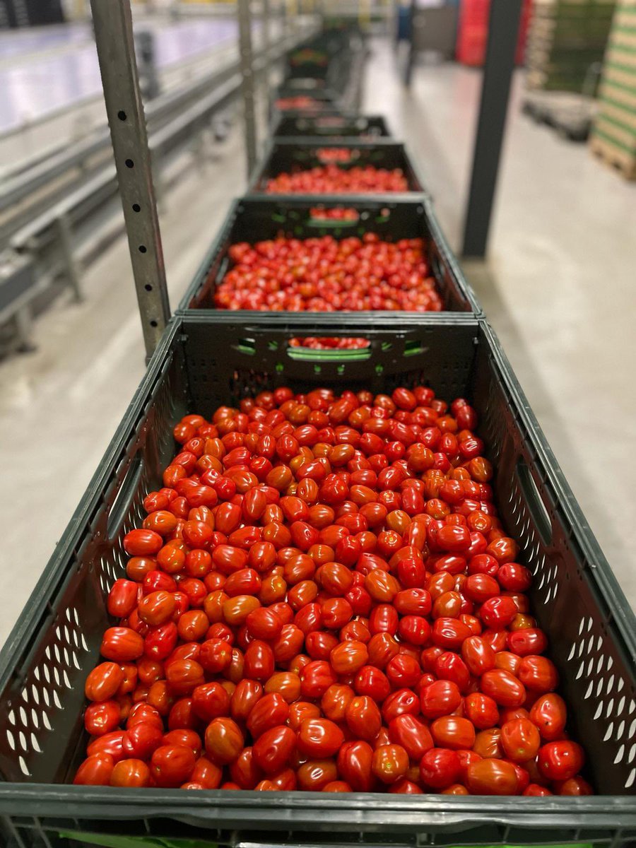 We hebben al echte Hollandse snoeptomaatjes uit onze kas in Middenmeer, geteeld onder duurzaam LED-groeilicht! Je proeft het verschil, echt waar…. 👌🏼