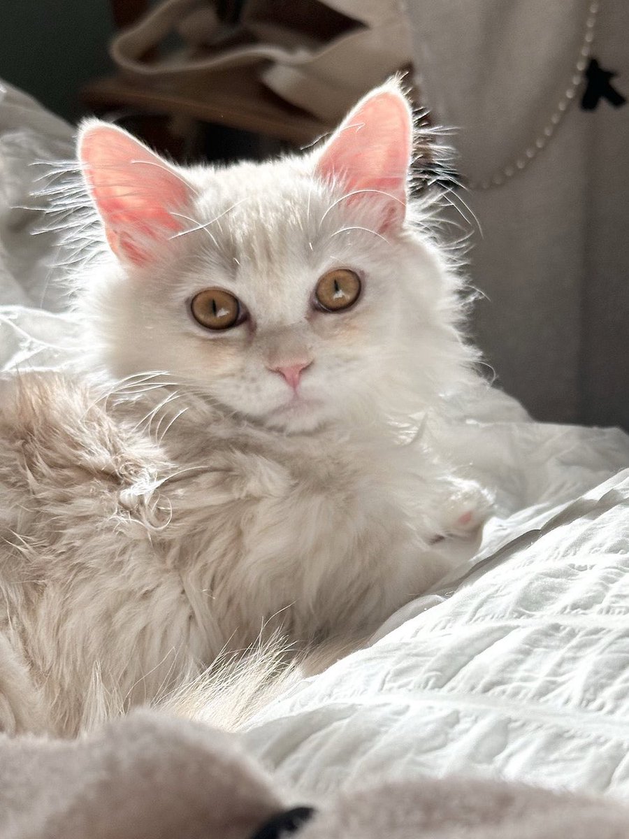 猫の日らしいので、うちの子と飼い主です。 https://t.co/JJLIImH0z9