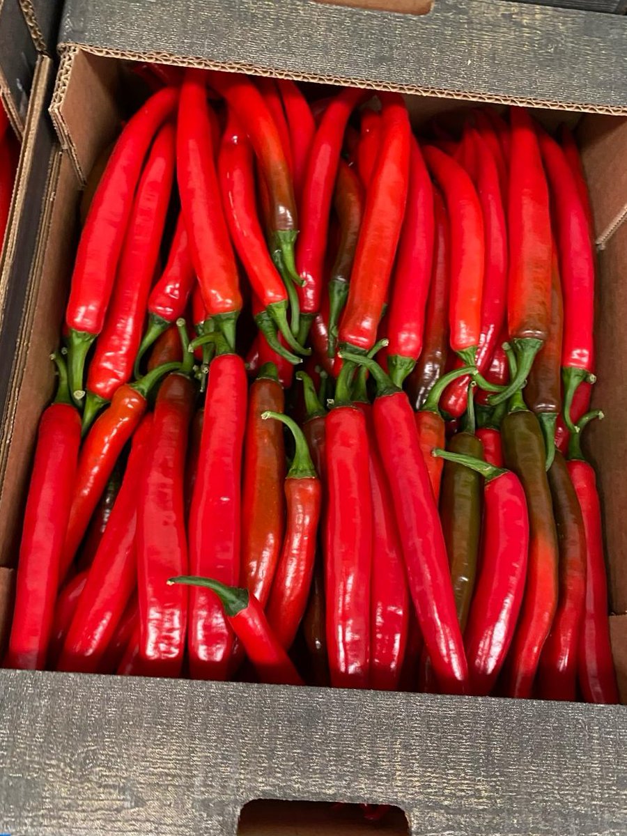 Red Habaneros 🔴&amp; Red Chillies🌶️ with us! 🤩 #Chillicious #NicolasGarden