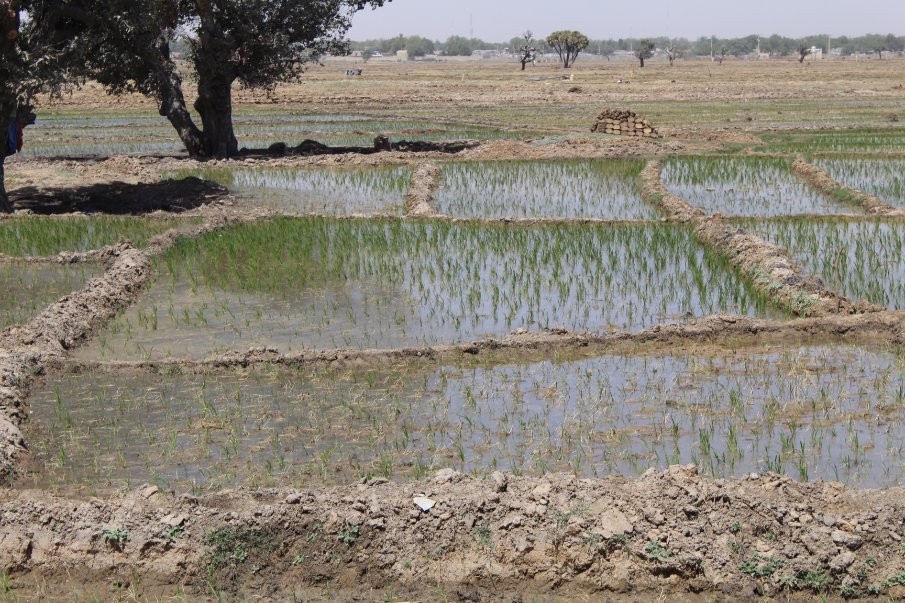 WHH Niger-Welthungerhilfe tweet media