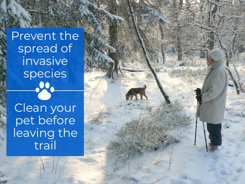 Taking our pets for a hike is a great excuse to get outside and enjoy the crisp winter air. Be sure to clean all plant material and mud from their fur before you leave the trail-head to prevent invasive plant seeds from being spread to your property or other trails you use.