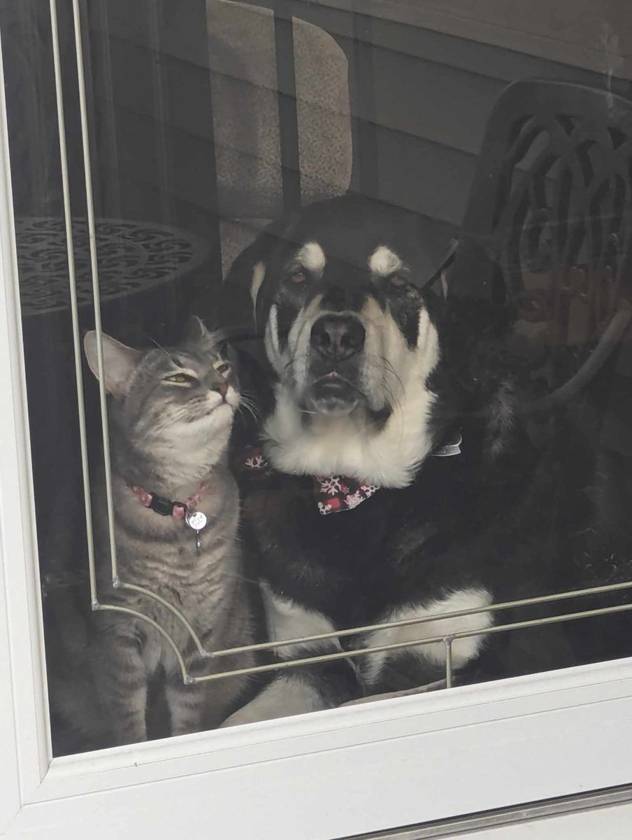weabully's tweet photo. look at my idiot sons https://t.co/DuTzVWmzc0