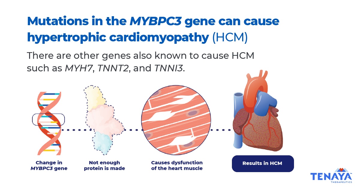 TenayaThera's tweet image. Gene mutations can change the instructions the body uses to make proteins. The #MYBPC3 gene guides protein production needed for the heart to pump as expected. A variation in this gene can lead to #HypertrophicCardiomyopathy.  

#HCM #HeartDisease #GeneTherapy #Genetics