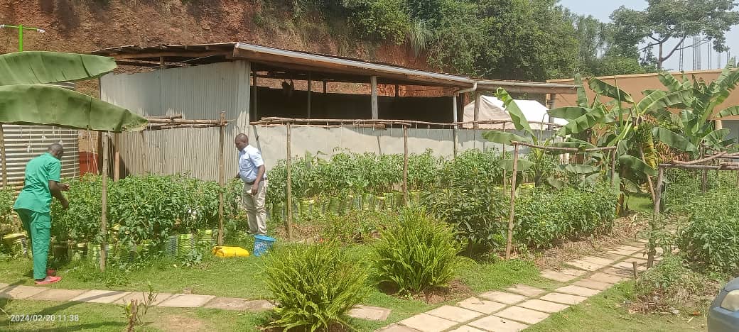 CIRCODU1's tweet photo. Using organic manure from kitchen waste generated from our office, we have amended the infertile soils to improve their physical and chemical properties to support plant growth. Any office or home can use internally generated organic waste to grow foods in available small spaces. https://t.co/8jYVE0tyJ5