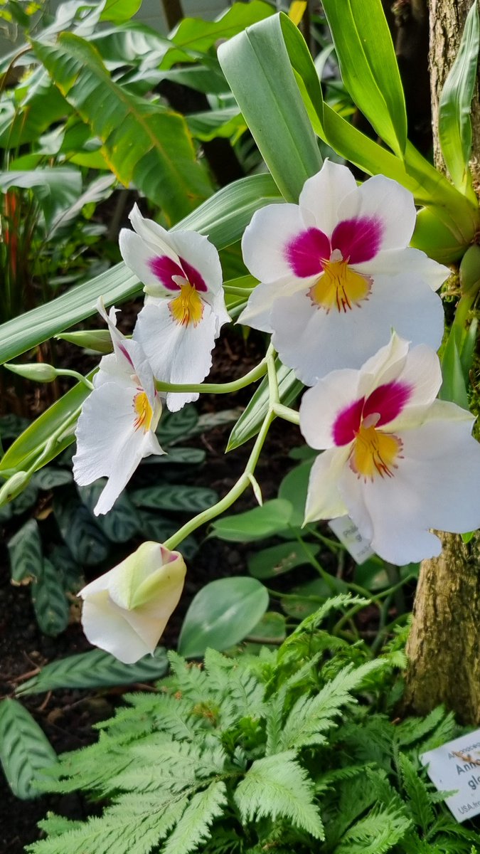 Orchideenschau im Botanischen Garten.