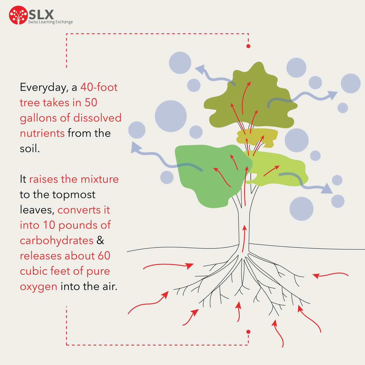 Trees: Guardians of Life's Essence. In the quiet rhythm of growth, they silently weave magic, turning soil nutrients into sustenance and exhaling the breath of life into our world.  

#swisslearningexchange #slx #trees #conservation