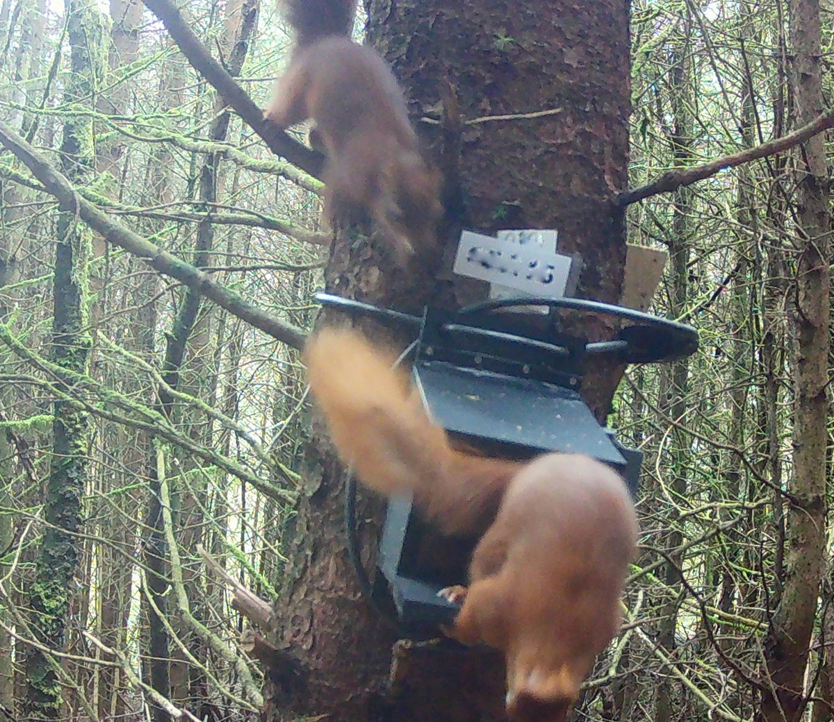 Two for the price of one 😁 #playtime #clocaenogredsquirrels #clocaenogforest #clocaenogrst #redsquirrels #redsquirrelsnorthwales #redsquirrelconservation #magicalmammals #endangeredspecies