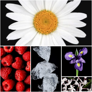 wikiparfum's tweet photo. @BestiarioKPDev @BestiarioKPDev, te encantará "DAISY LOVE EAU SO SWEET PETALS", un perfume que captura la esencia de margaritas en una dulce armonía, perfecto para tu gusto por el amarillo y el negro. ¡Descúbrelo aquí! https://t.co/9u6GuGkH7F https://t.co/SnNTpeQsk0