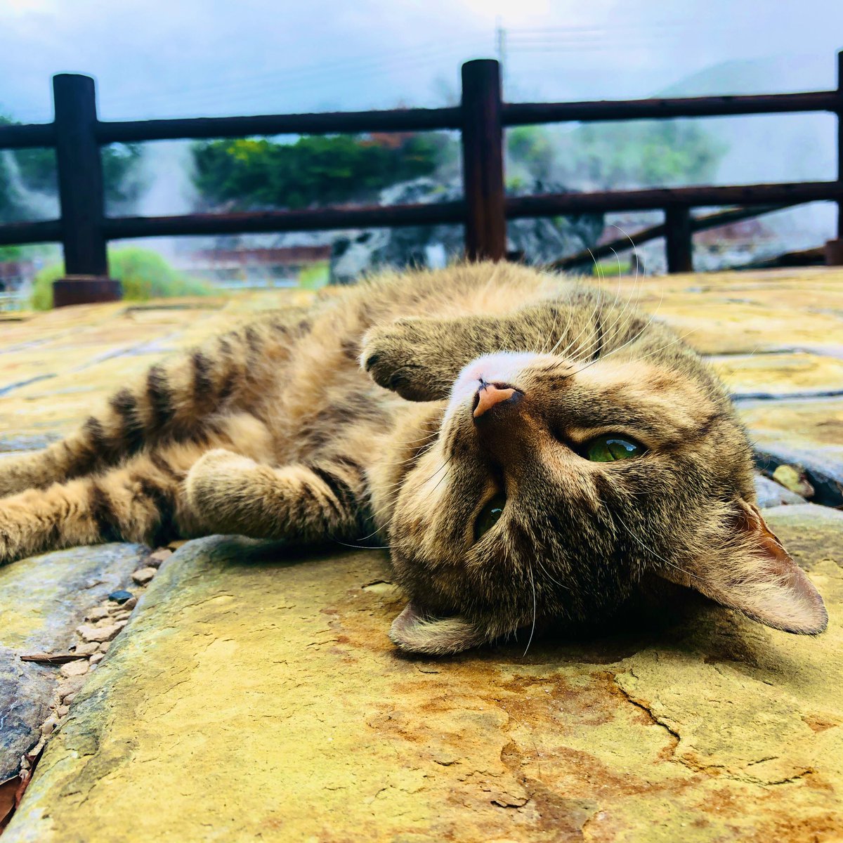 emineko1225's tweet photo. #猫の日 https://t.co/oeRcV45zXr