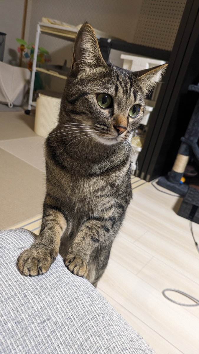 Korotaaaa's tweet photo. おやつ待ちのころ太くん
#猫のいる暮らし https://t.co/uPvjN3qRZo