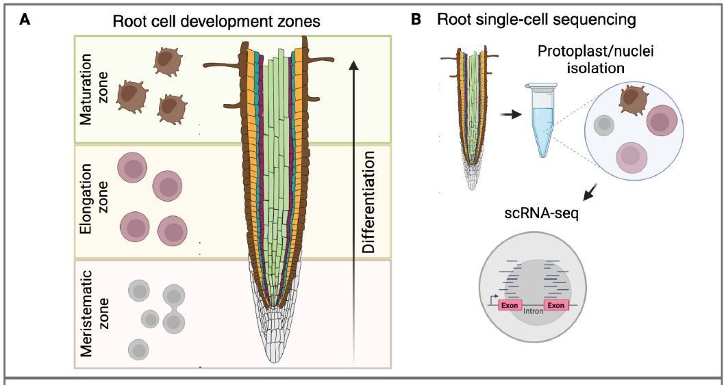 The Plant Cell (@theplantcell) on Twitter photo REVIEW: Nitrogen sensing and regulatory networks: It’s about time and space (Carly M Shanks, Karin Rothkegel, Matthew D Brooks, Chia-Yi Cheng, José M Alvarez, Sandrine Ruffel, et. al.) buff.ly/49MqZqd <a href="/Rodrigo_G_I/">Rodrigo A. Gutierrez</a> <a href="/coruzzilab/">coruzzilab</a> <a href="/MDakotaBrooks/">Matthew Brooks</a> <a href="/ASPB/">ASPB</a> #PlantSci REVIEW: Nitrogen sensing and regulatory networks: It’s about time and space (Carly M Shanks, Karin Rothkegel, Matthew D Brooks, Chia-Yi Cheng, José M Alvarez, Sandrine Ruffel, et. al.) buff.ly/49MqZqd <a href="/Rodrigo_G_I/">Rodrigo A. Gutierrez</a> <a href="/coruzzilab/">coruzzilab</a> <a href="/MDakotaBrooks/">Matthew Brooks</a> <a href="/ASPB/">ASPB</a> #PlantSci