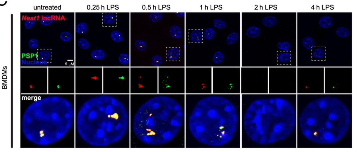 ThePatrick&WatsonLabs tweet media