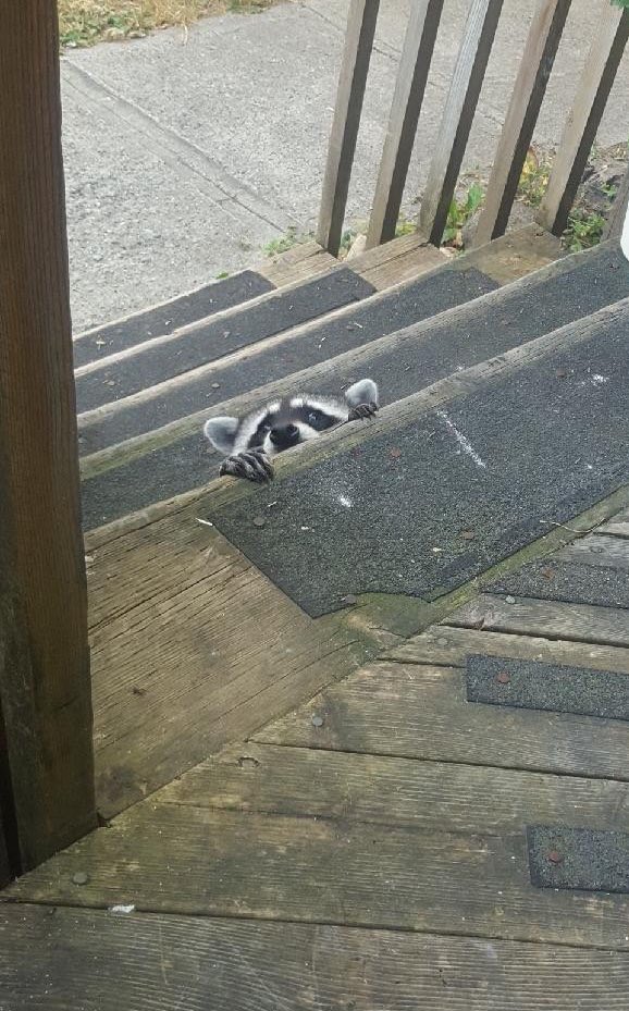 Raccoons Hourly (@raccoonhourly) on Twitter photo 