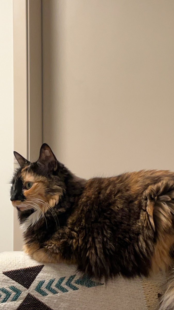 Long time no see!

#Cat #FYP #CatsOfTwitter #Pet