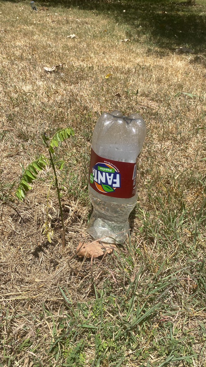 teddyobiero's tweet photo. In this heatwave the simple solutions like mulching and basic drip 💧 irrigation will ensure survival of these tender seedlings 🌱 #Greenispossible #GrowTrees #REUSE #RUGS (Regeneration of Urban Green Spaces) @ANMRA2022 @metro_alliance_
@Environment_Ke @HonTuya @fkeyamo https://t.co/xxYVOBPMad