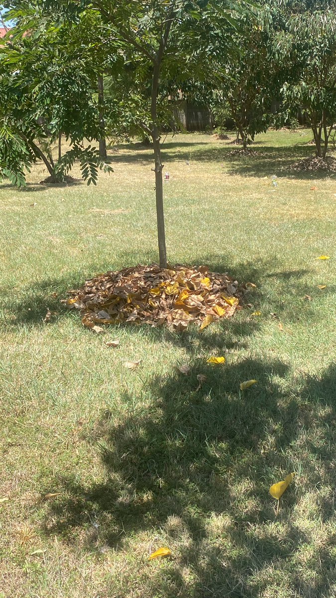 teddyobiero's tweet photo. In this heatwave the simple solutions like mulching and basic drip 💧 irrigation will ensure survival of these tender seedlings 🌱 #Greenispossible #GrowTrees #REUSE #RUGS (Regeneration of Urban Green Spaces) @ANMRA2022 @metro_alliance_
@Environment_Ke @HonTuya @fkeyamo https://t.co/xxYVOBPMad