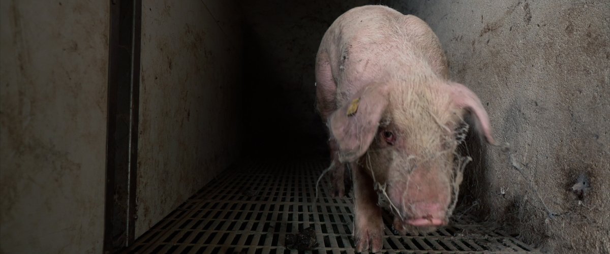 Eumans (@theeumans) on Twitter photo At 3pm, at the EU Parliament, <a href="/foodforprofit_/">Food For Profit</a> a unique documentary by <a href="/giuliainnocenzi/">Giulia Innocenzi</a> with our <a href="/LorenzoMineo_/">Lorenzo Mineo</a> , will be screened.
What emerges makes us realise how urgent it is to tackle the subsidies to an industry that pollutes. Sign the initiative scanned in the QR code! At 3pm, at the EU Parliament, <a href="/foodforprofit_/">Food For Profit</a> a unique documentary by <a href="/giuliainnocenzi/">Giulia Innocenzi</a> with our <a href="/LorenzoMineo_/">Lorenzo Mineo</a> , will be screened.
What emerges makes us realise how urgent it is to tackle the subsidies to an industry that pollutes. Sign the initiative scanned in the QR code!