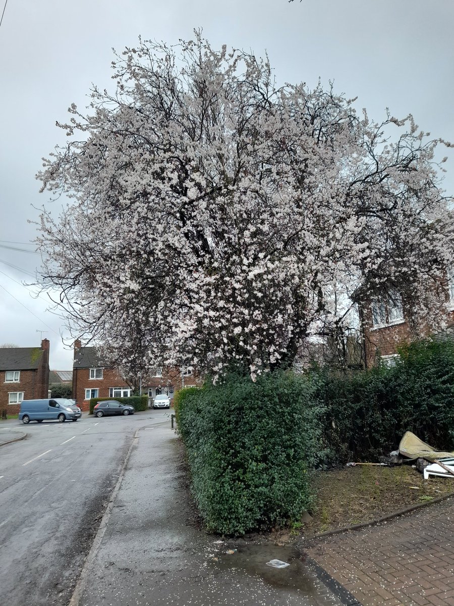 Tim47222's tweet image. @WoodlandNomad 22 February and I've this just down the street, and another across the way from it! #NotSpringYet