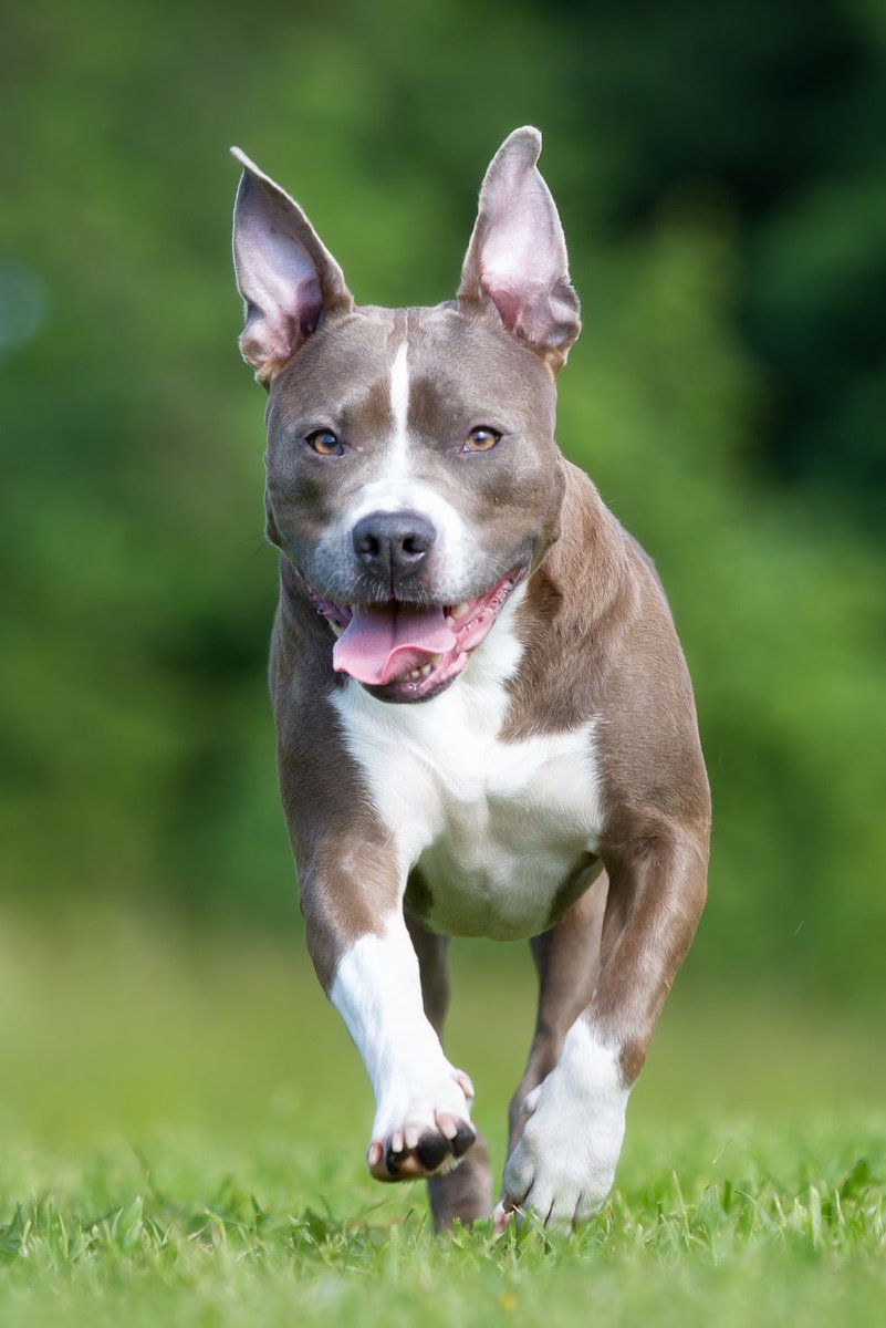 johnkuchendu's tweet photo. @gullfiza464663 @contextdogs You need to see when they grow up https://t.co/AiUdSxMW9r
