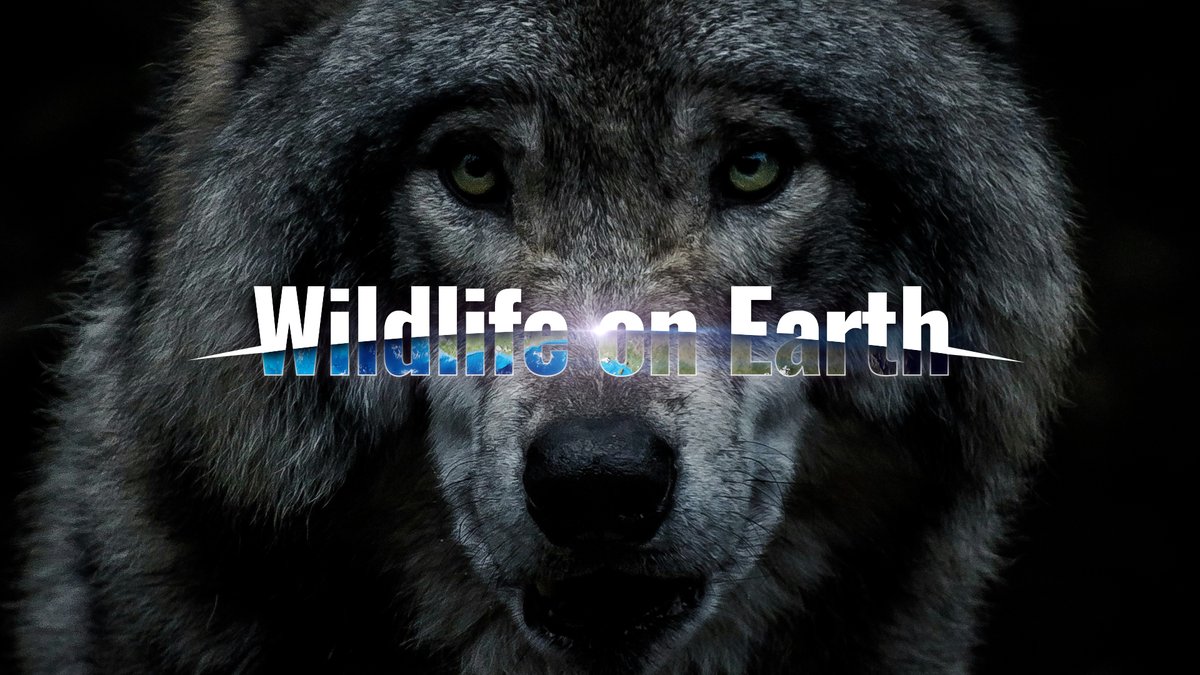 WildEarth's tweet image. Join us tonight for episode 4 of Wildlife on Earth, where we explore the extraordinary stories of everyday people and their astounding interactions with wildlife.

#wildearth #newshow #episode4 #wildlifeonearth #waterbear
