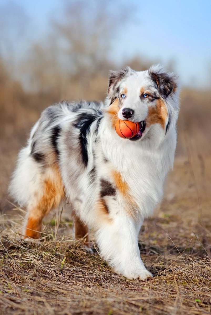 johnkuchendu's tweet photo. @farzan_ali_B @contextdogs You have to check this dog out https://t.co/DWRauFWBjD