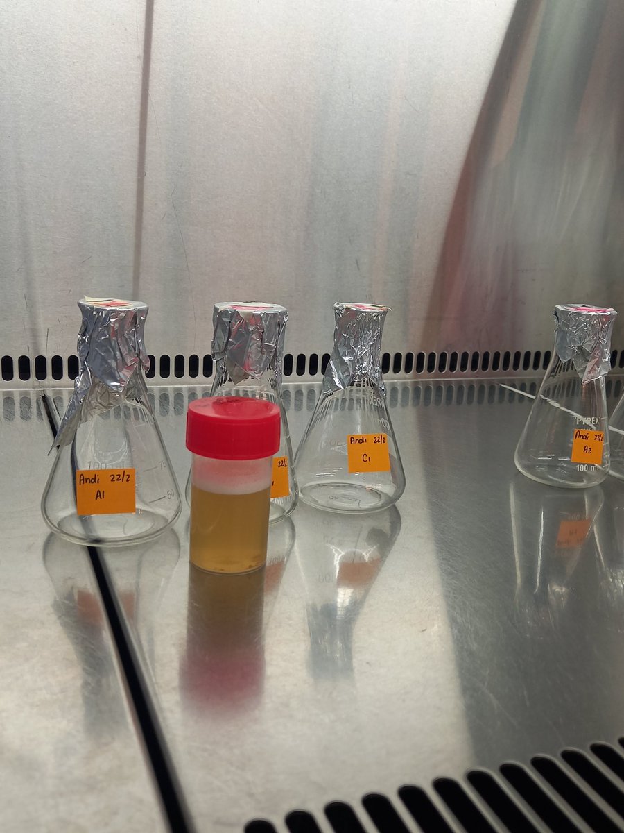 DrAndiWilson's tweet photo. Big day for my #INNOFUN project today 🤩 First round of protoplast extraction optimization.. 

Protoplasts are fungal cells without their cell walls- they're used to introduce foreign DNA into the cell to make genome editing possible. ✂️🧬 https://t.co/WcOz8bCTSN