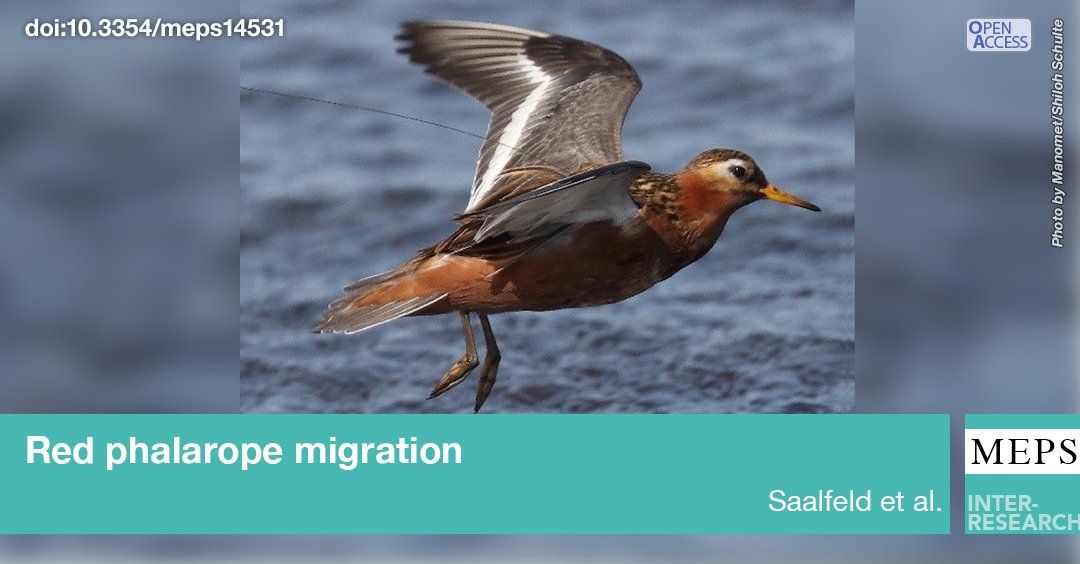 MEPS_IR's tweet image. Technically a shorebird, the #RedPhalarope acts like a seabird during the nonbreeding season. Learn more about their #migration strategy, stopover sites, &amp;amp; anthropogenic threats as they migrate from tundra to marine habitats #FeatureArticle
bit.ly/meps_729_1