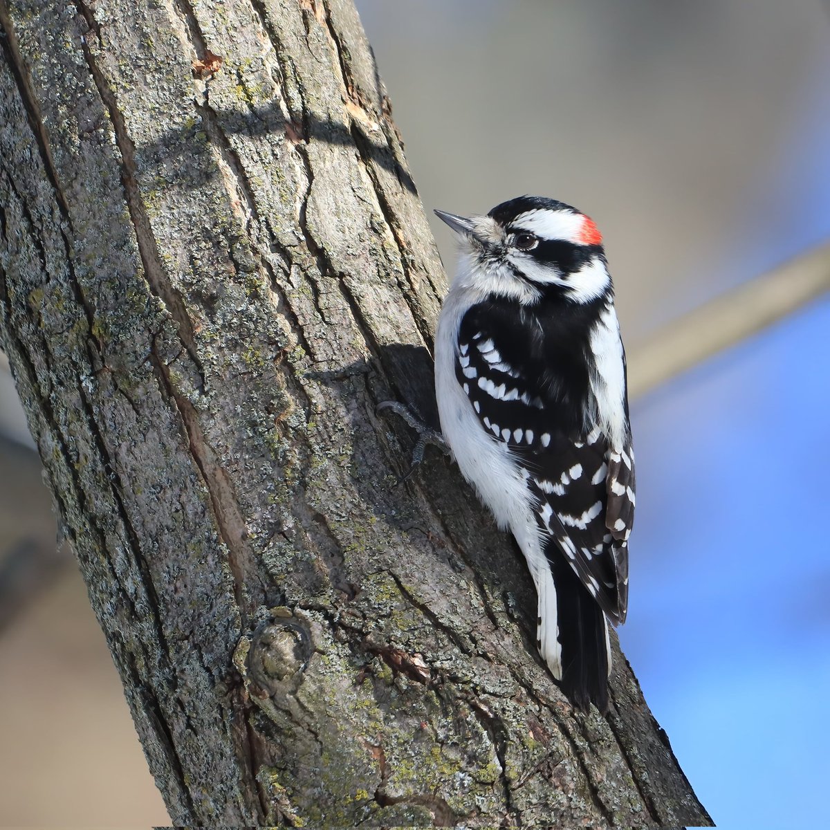 Our little downy woodpeckers are the friendliest woodpeckers!
#maledownywoodpeckers #maledownywoodpecker #downywoodpeckers #downywoodpecker #birds #woodpecker #woodpeckers #ohiobirding #friendly #beavercreekohio #birdlove #beavercreekbirding #birding #ohiobirdworld #birdwatchers