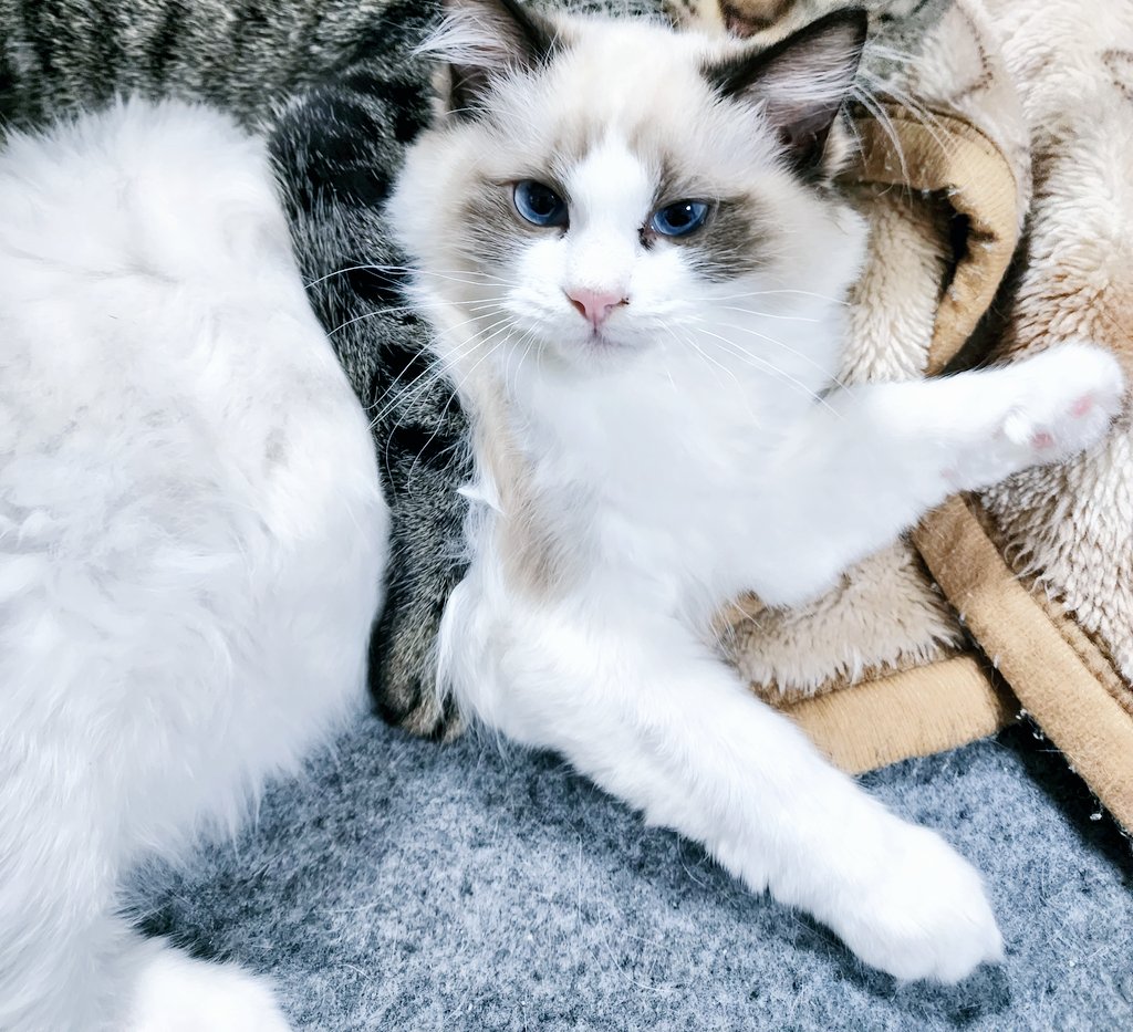 せな😼 tweet media