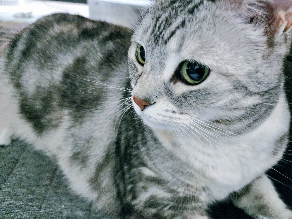 せな😼 tweet media