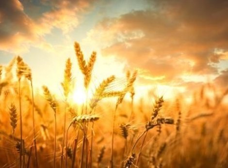 I spent hours
dreaming of
the solar wind
#shovelling with love
the forsaken #wheat fields

#vss365 #15WordPoet #photo by Li Ding