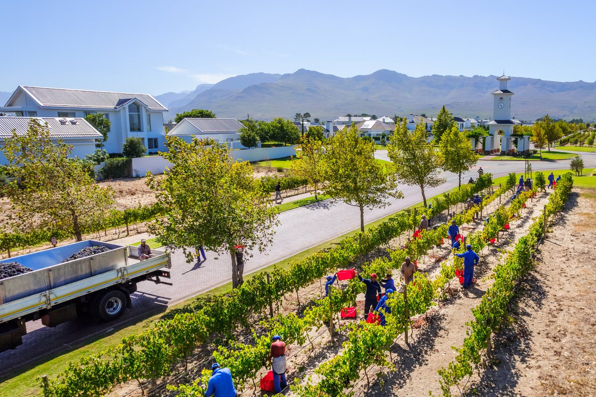 valdevieestate's tweet photo. Life on a working wine farm is beautifully bountiful! 🍇

The vineyards nestled between homes on Val de Vie Estate are being handpicked and the estate is abuzz with activity as the harvest continues.

Discover our wines: https://t.co/1Q9DIOkddj

#LifeWorthLiving https://t.co/oAlK8k7MMl