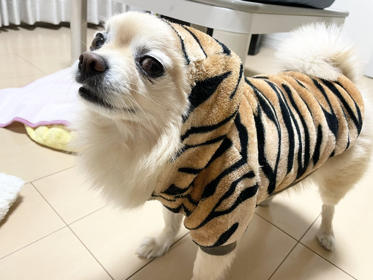 chacha20180101's tweet photo. 猫の日、、？🐈🐈‍⬛💕
#猫の日 
#ねこの日 
#サビ猫風
#すみません犬です https://t.co/yJ2OcPnrMn