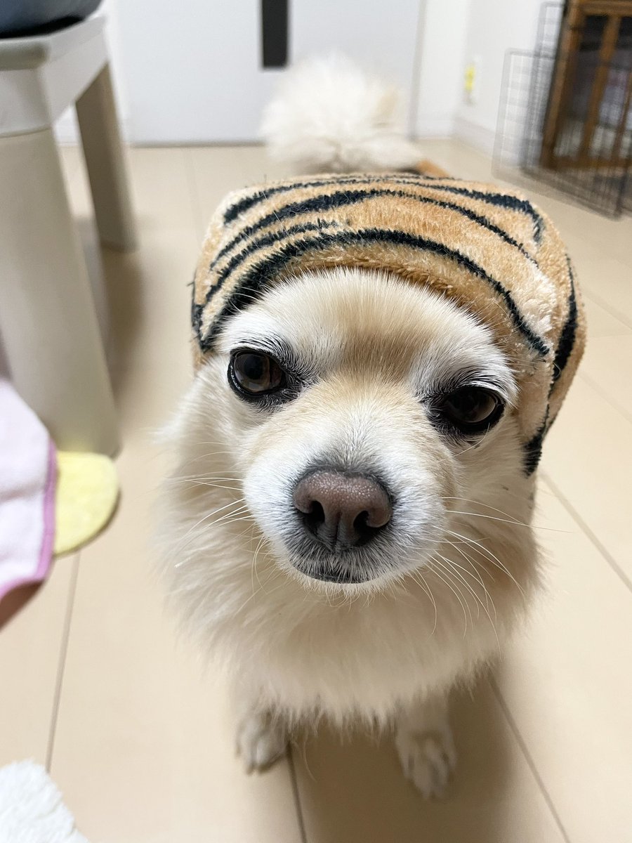 chacha20180101's tweet photo. 猫の日、、？🐈🐈‍⬛💕
#猫の日 
#ねこの日 
#サビ猫風
#すみません犬です https://t.co/yJ2OcPnrMn