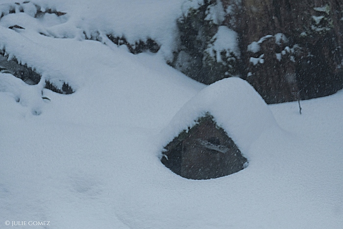 a repurposed birdhouse where deer mice snuggle to weather the storm #haiku #mousehouse #snow #weatherarchive #fujiXT20