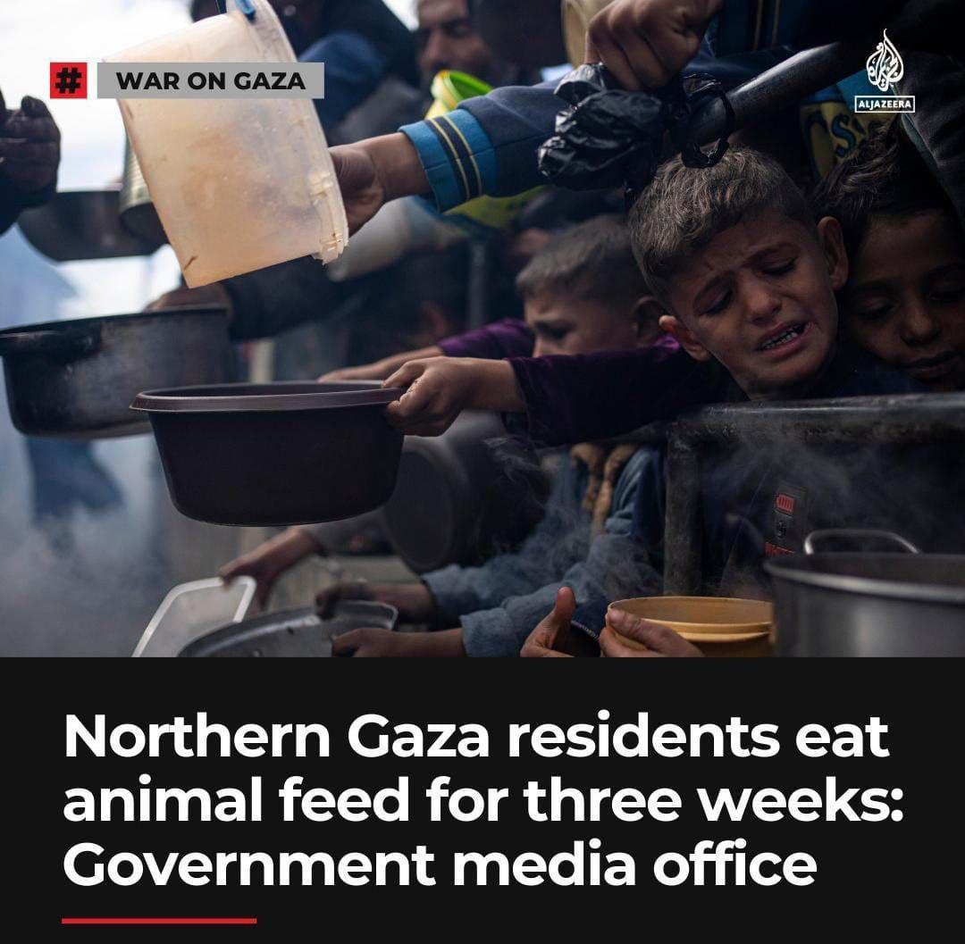 Syarwana51583's tweet photo. State media office: Residents of northern Gaza eat animal feed for three weeks.

#انقذوا_غزة_من_المجاعة 
#أنقذوا_أطفال_غزة 
#فريق_مجاھدن https://t.co/rU6JmRHB9S