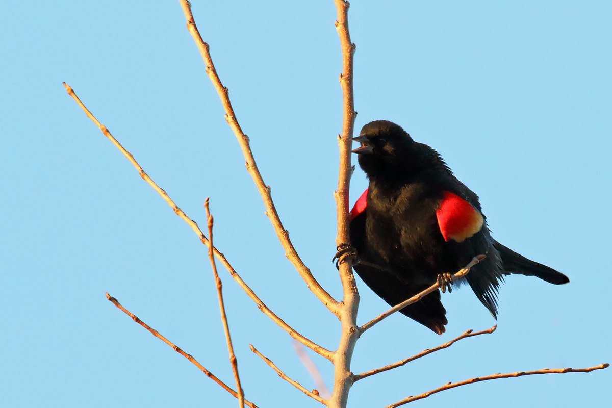 Can you hear it? 🎶Conk-la-ree!🎶 

While red-winged blackbirds can be found year-round across much of North America, they're only spotted in parts of the north in the summer. February marks the start of migration which may last into May for some birds.

📷 Gordon Garcia