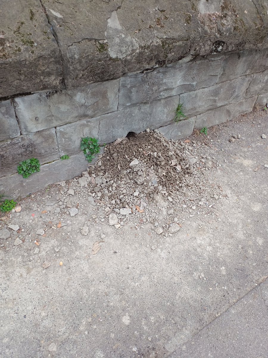 eltubaro's tweet photo. @ComunediTrieste per me ci sono dei buoni indizi. per attivare la deratizzazione @AsugiFVG cosa bisogna fare? https://t.co/JUodA3twgw
